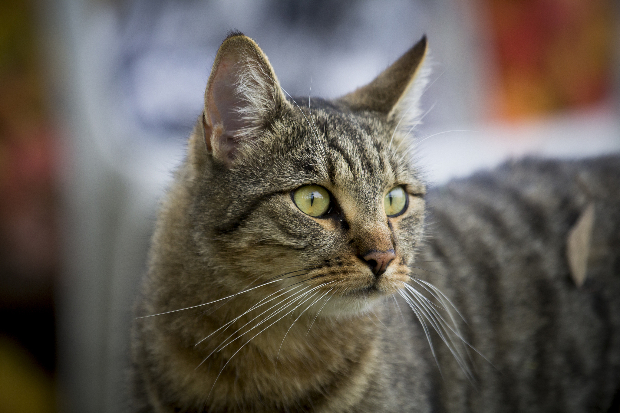 cat
