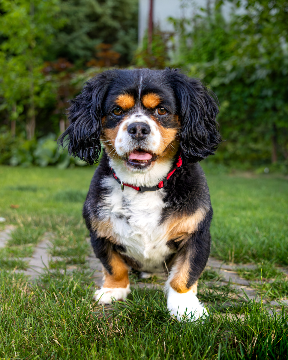 美国可卡犬挑选指南：找到你的完美伴侣