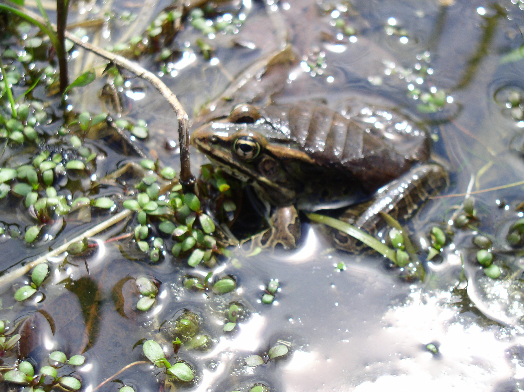 牛蛙？小心！吃了它你可能后悔！