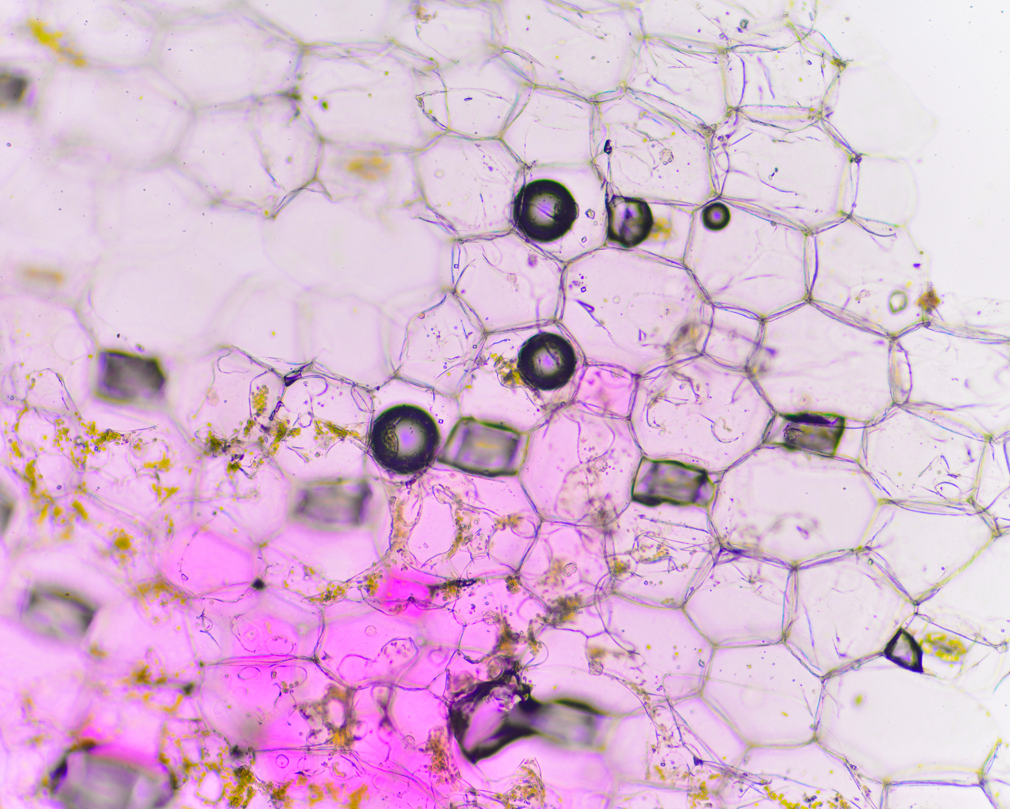 PLANT CELL TISSUE AND ORGAN CULTURE (PCTOC): 推动植物细胞、组织和器官培养研究的国际期刊