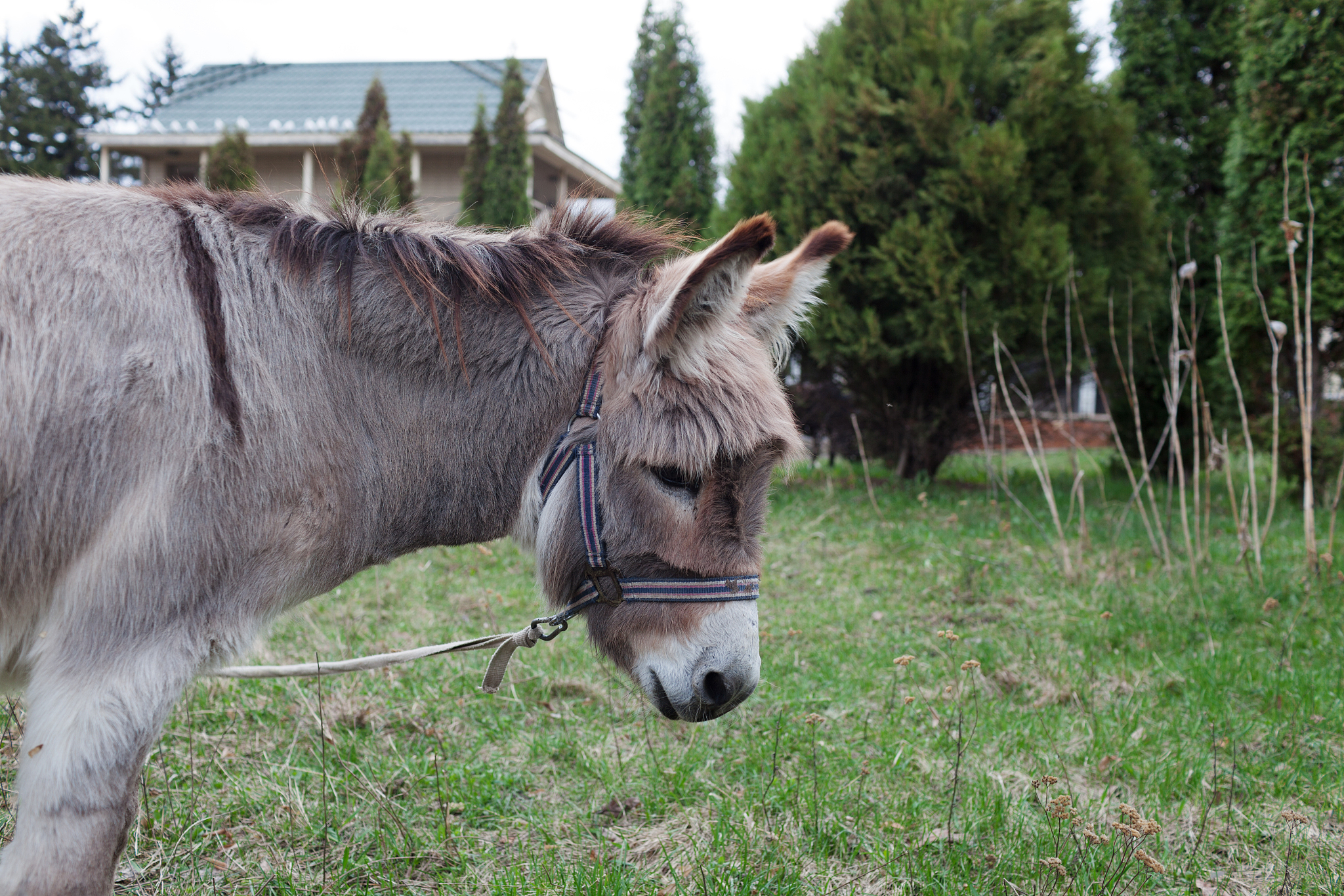 cute donkey at natural park,enjoying nice weather,life is good