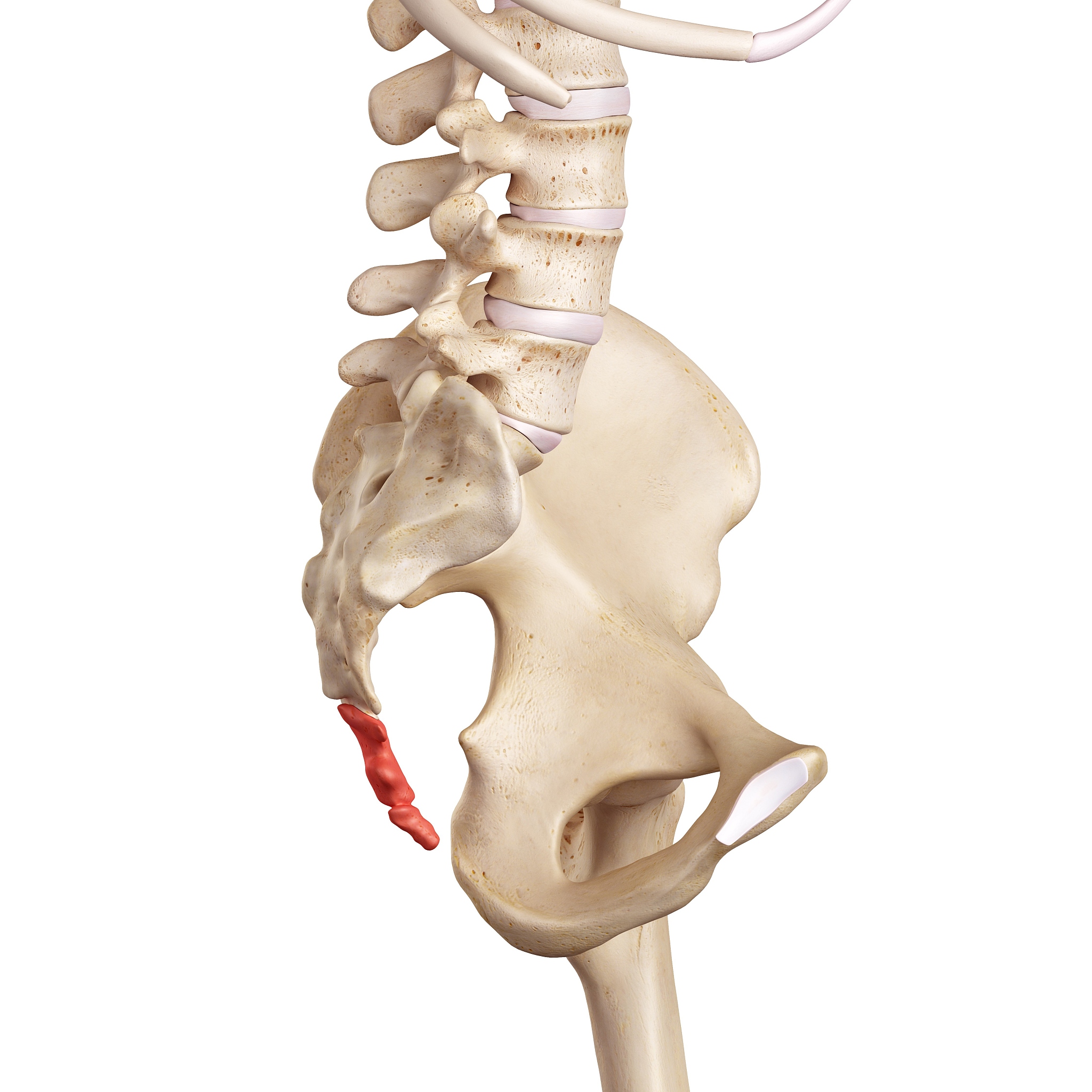 人类尾巴退化：尾椎骨残余是怎么回事？