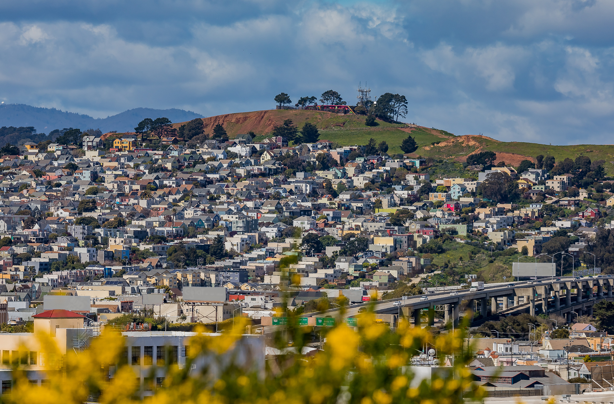 san francisco skyline panorama with blooming flowers in the fore