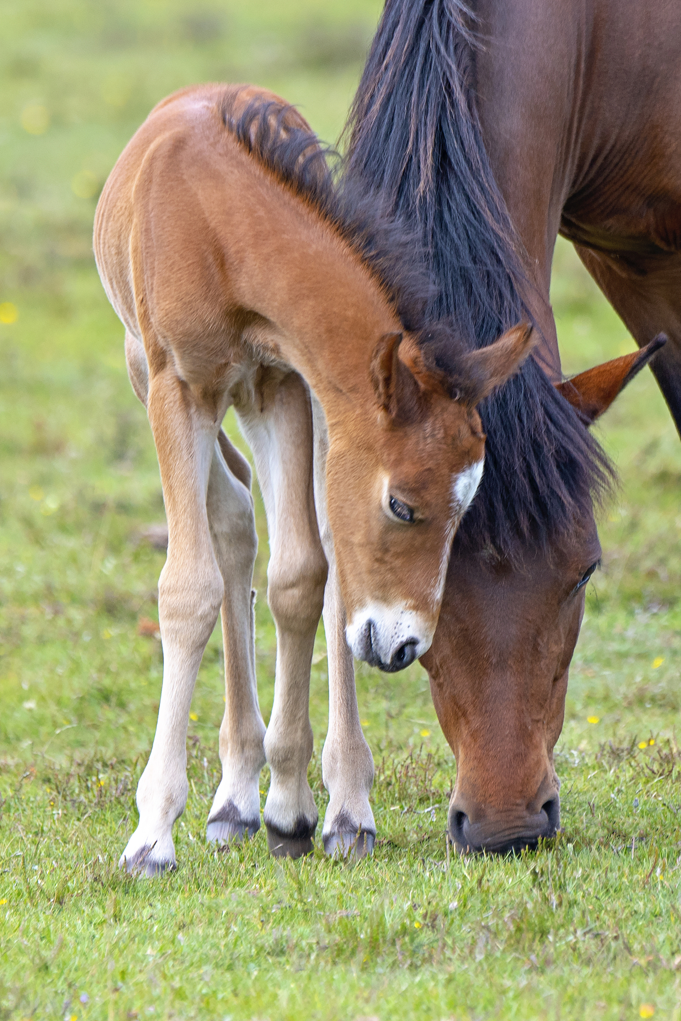 close-up image of a new forest pony with her young foal in the n