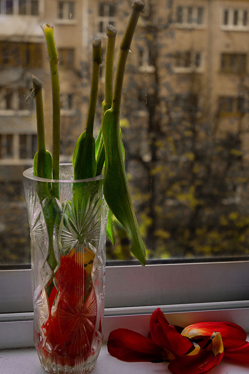 郁金香可以水培吗发霉怎么办