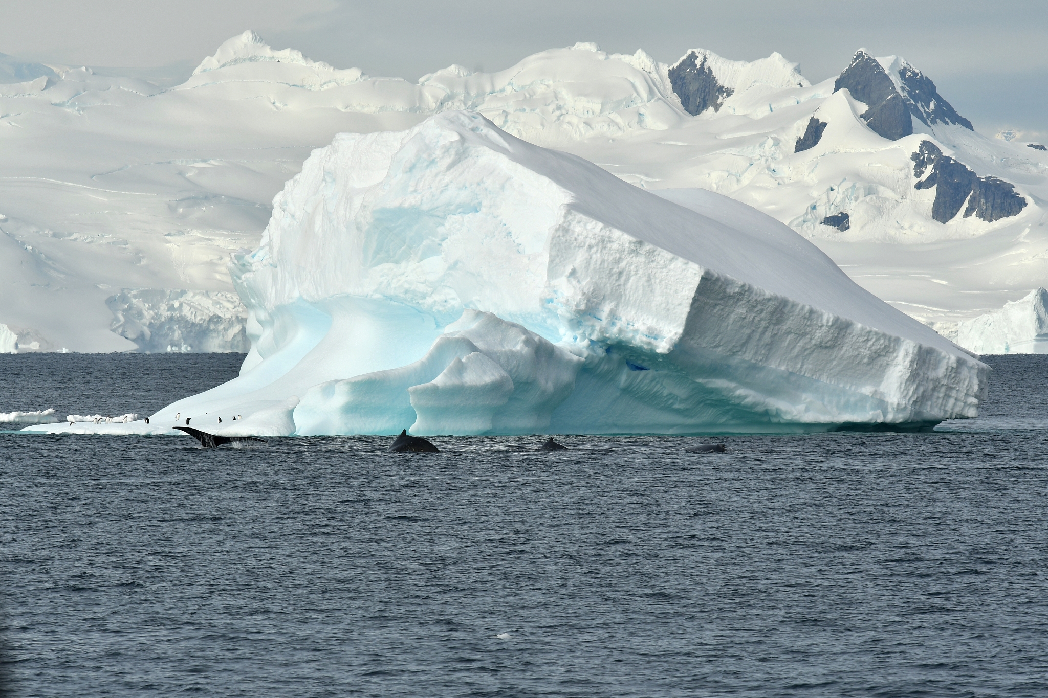 南极冰墙有多厚