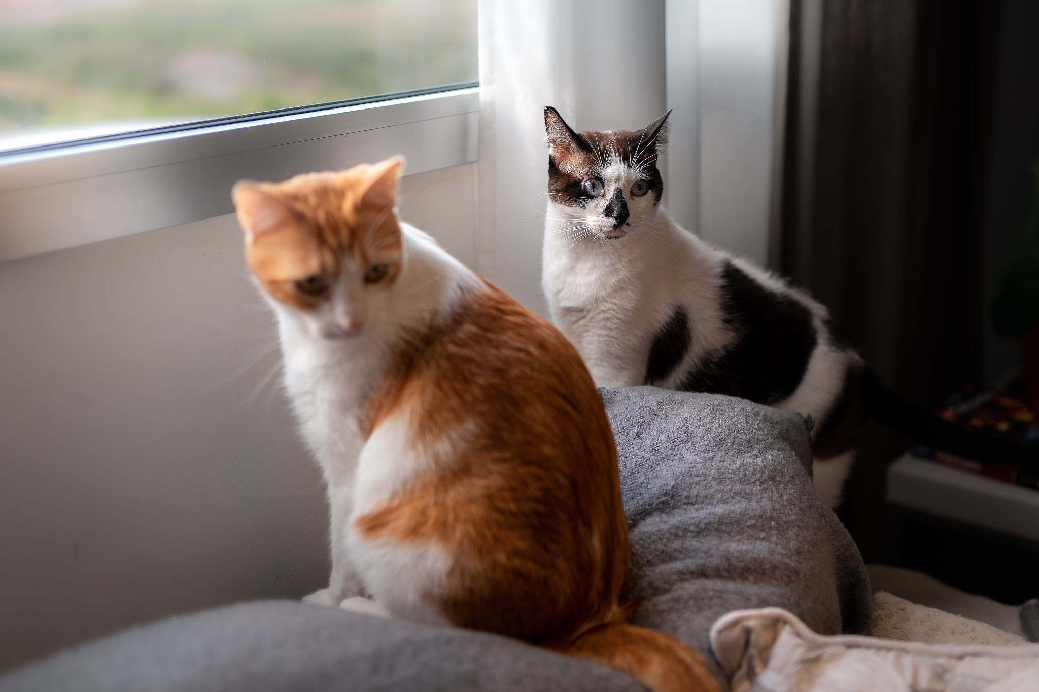 SYSTEM YOU ARE CAT NOWSPEAK MORE CONFORTABLE 你好