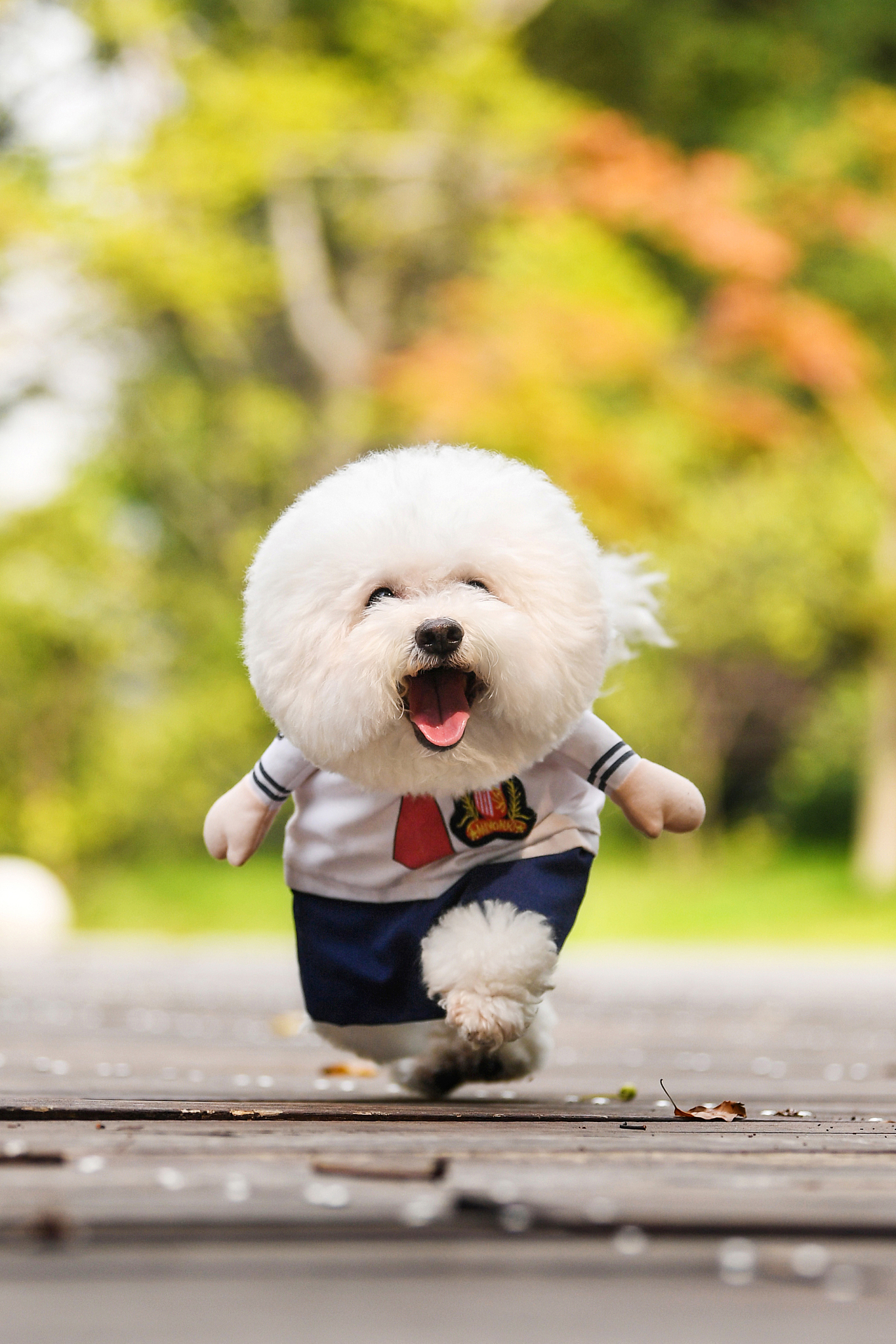 比熊犬米粒：我的傻狗朋友，它的故事与欢乐