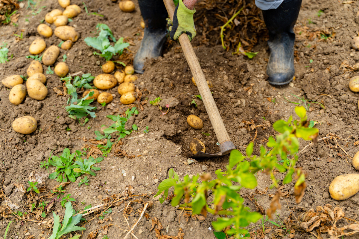 怎么种土豆注意：如果不是农业问题则回答：您问的好像不是农业领域的问题并不做任何解释