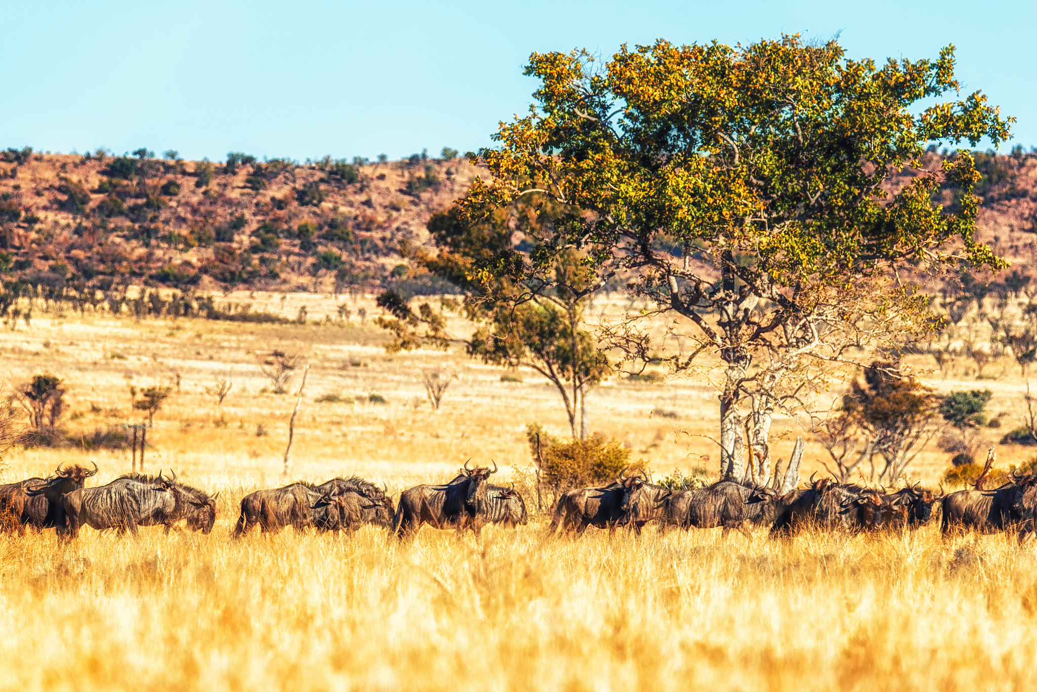 a large herd of wildebeest (gnu, connochaetes)