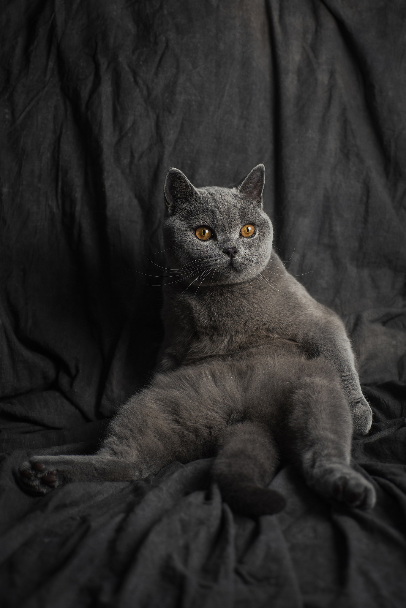 灰色短毛猫的优雅描绘 - 智慧、好奇与灵活性