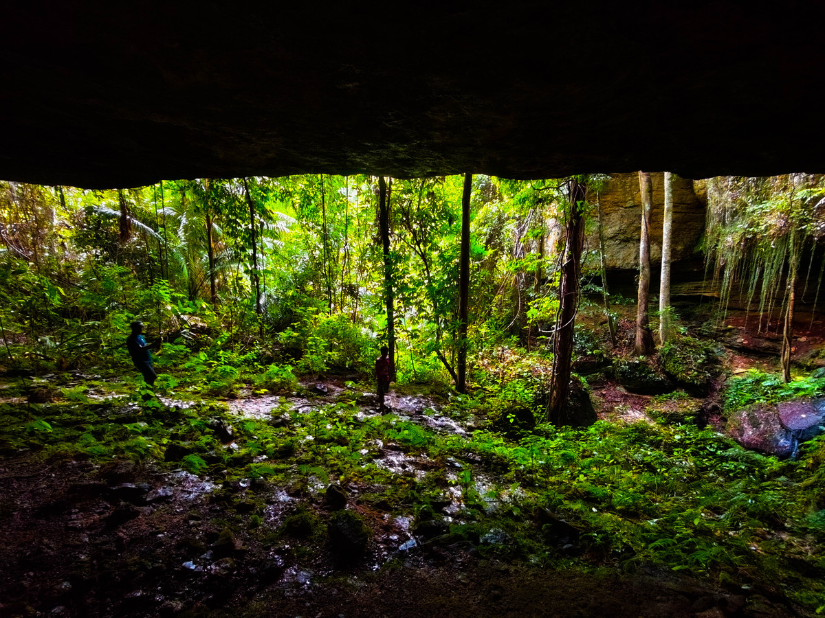 雨林探险之旅：一场难忘的自然奇遇