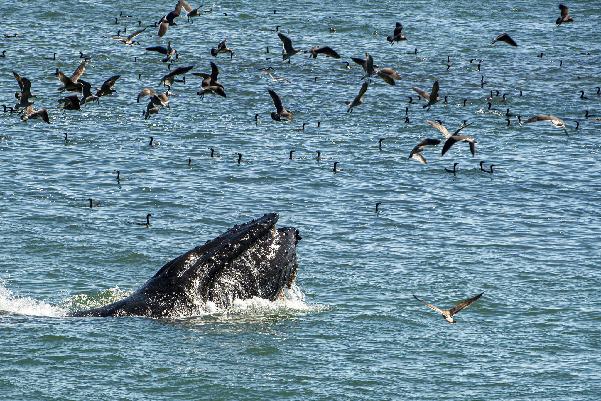 不小心点了忽略加群怎么办？教你如何改成同意！
