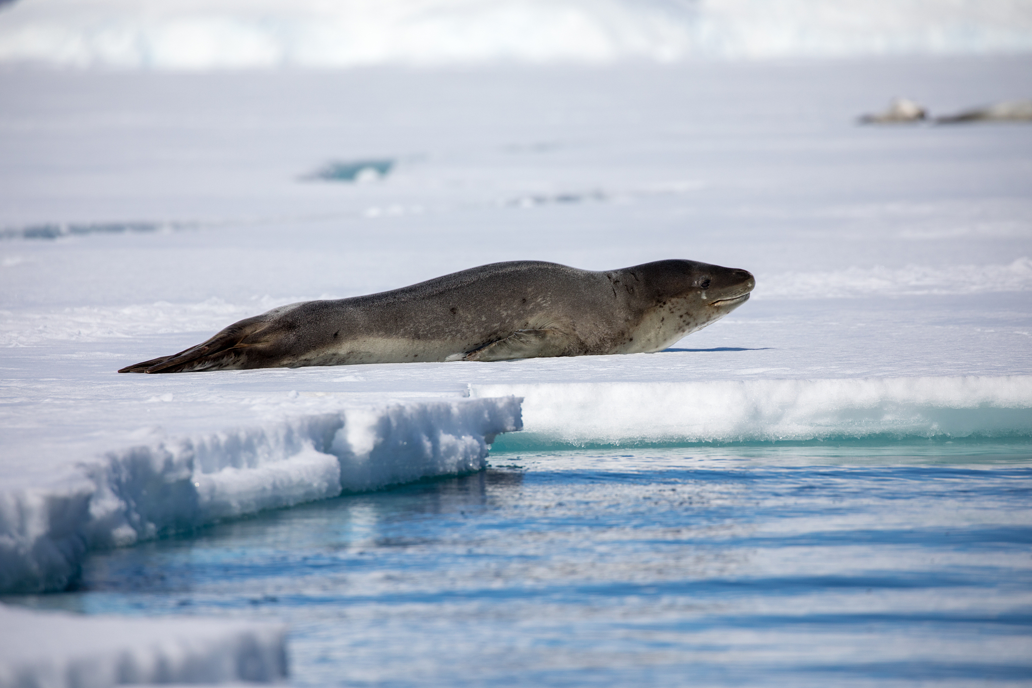 厦门海洋职业技术学院2022年3+2五年制大专招生简章