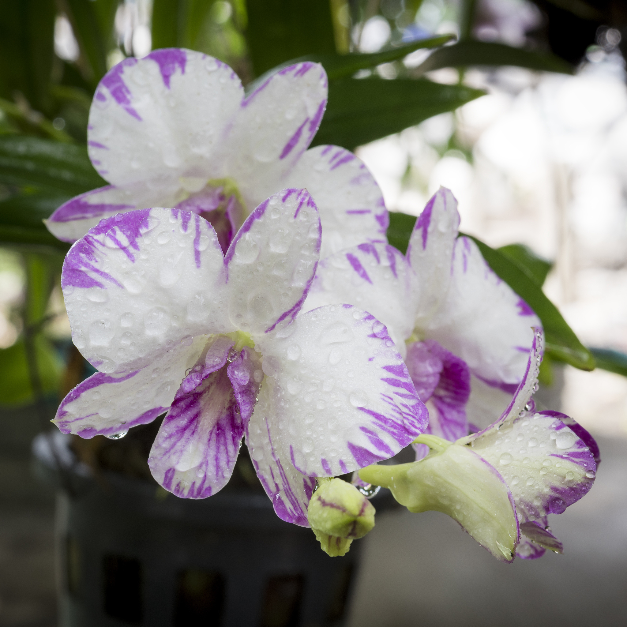 dendrobium orchid, purple orchid flowers,tropical flower bloom,p