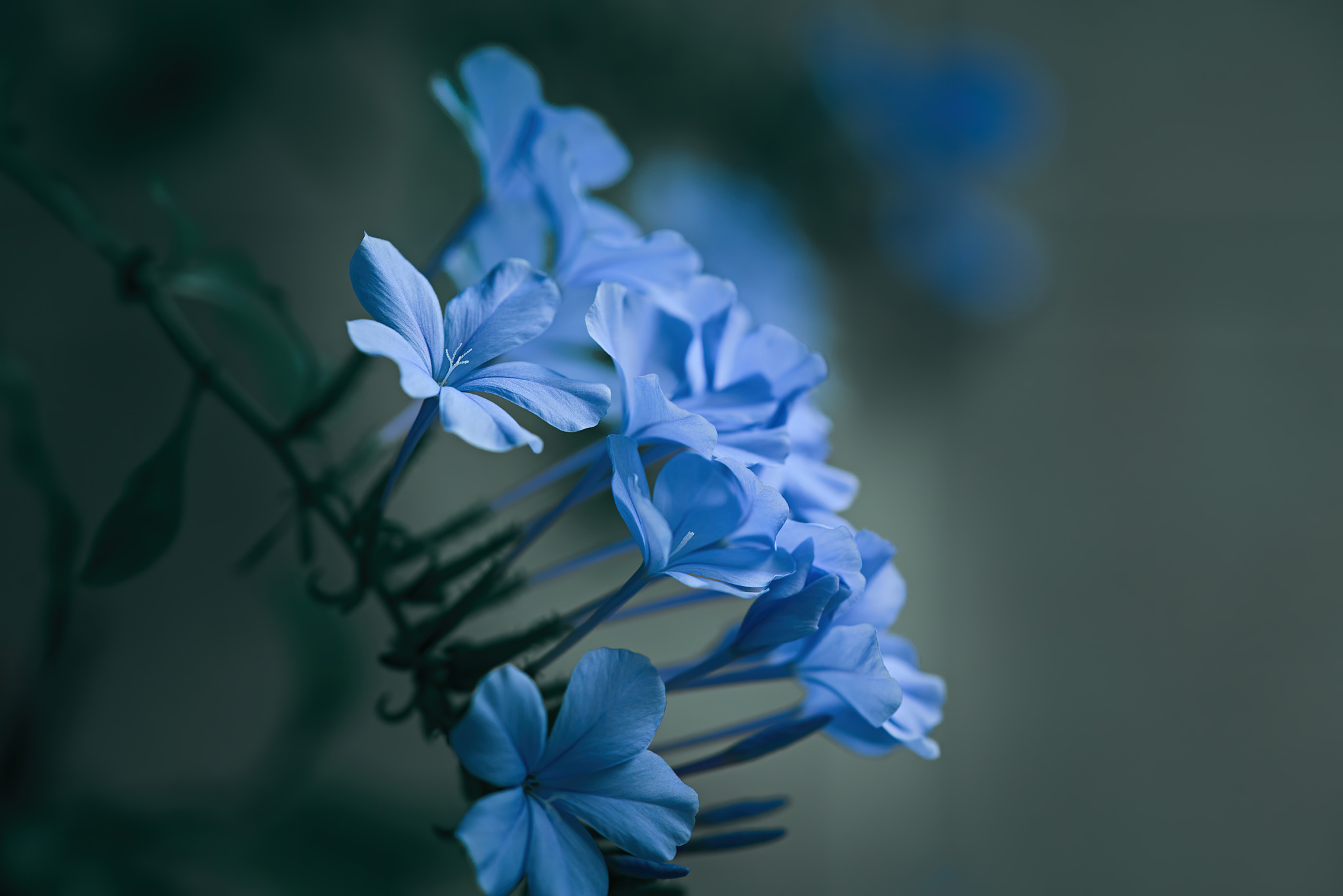 蓝精灵歌曲歌词大全：经典旋律，快乐无限！