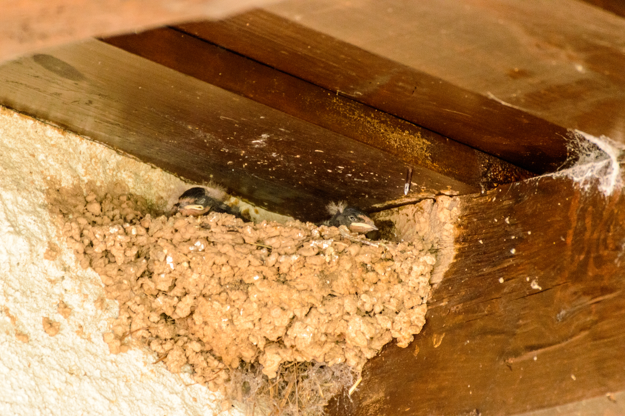 nice swallow nest on the porch of a terrace with calves inside i