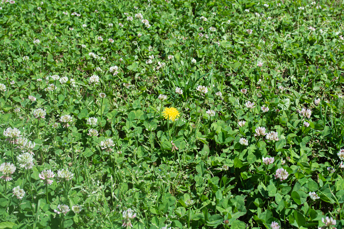 将 缬草种子阿米芹种子彩叶草种子蓝刺头种子六倍利种子凤仙花种子菖蒲种子福寿花种子剑麻种子稗子种子沙拐枣种子沙蒿种子琉璃苣种子蒲苇种子红玉珠种子香豌豆种子水牛花种子羊草种子小米草种子芦苇种子沙米种子狗尾草种子沙打旺种子拉巴豆种子玉簪花种子蓼蓝种子田菁种子山桃草种子茜草种子荷花种子糖蜜草种子甜叶菊种子杜鹃种子食叶草种子羽衣甘蓝种子黑麦草种子三叶草种子百喜草种子雀稗种子花棒种子茉莉花种子千日红种子结缕草