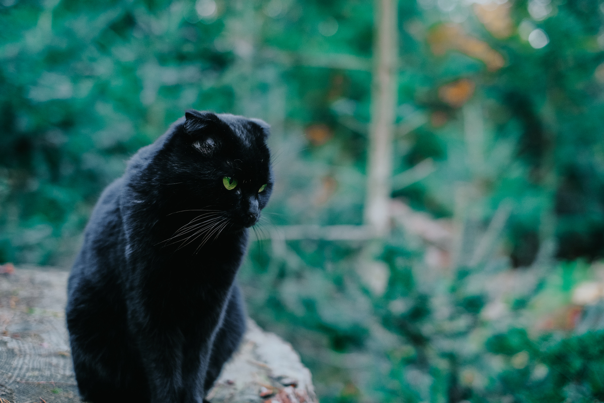 黑猫起名：爱啃咬，露出狰狞表情，你需要一个有趣的名字！