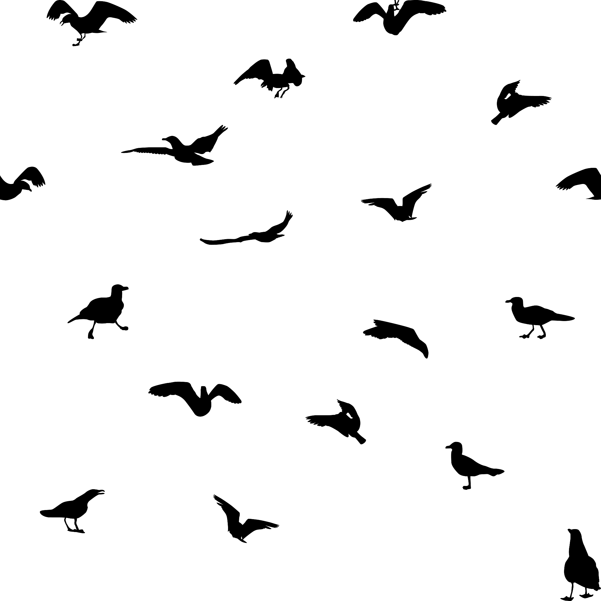 为什么海鸥单脚站立？揭秘笑话背后的幽默