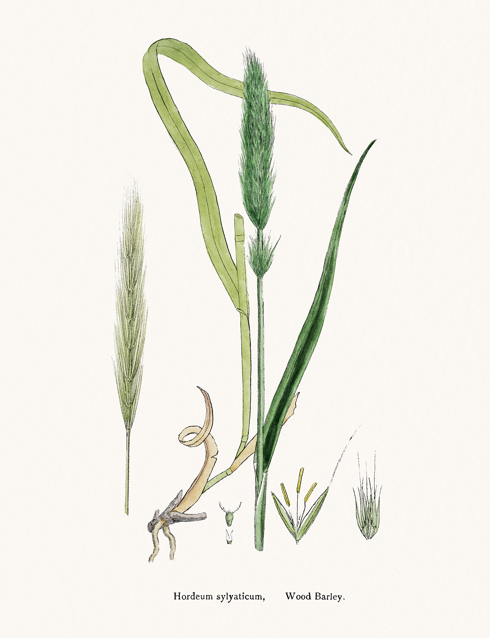 AMERICAN JOURNAL OF BOTANY期刊详细简介