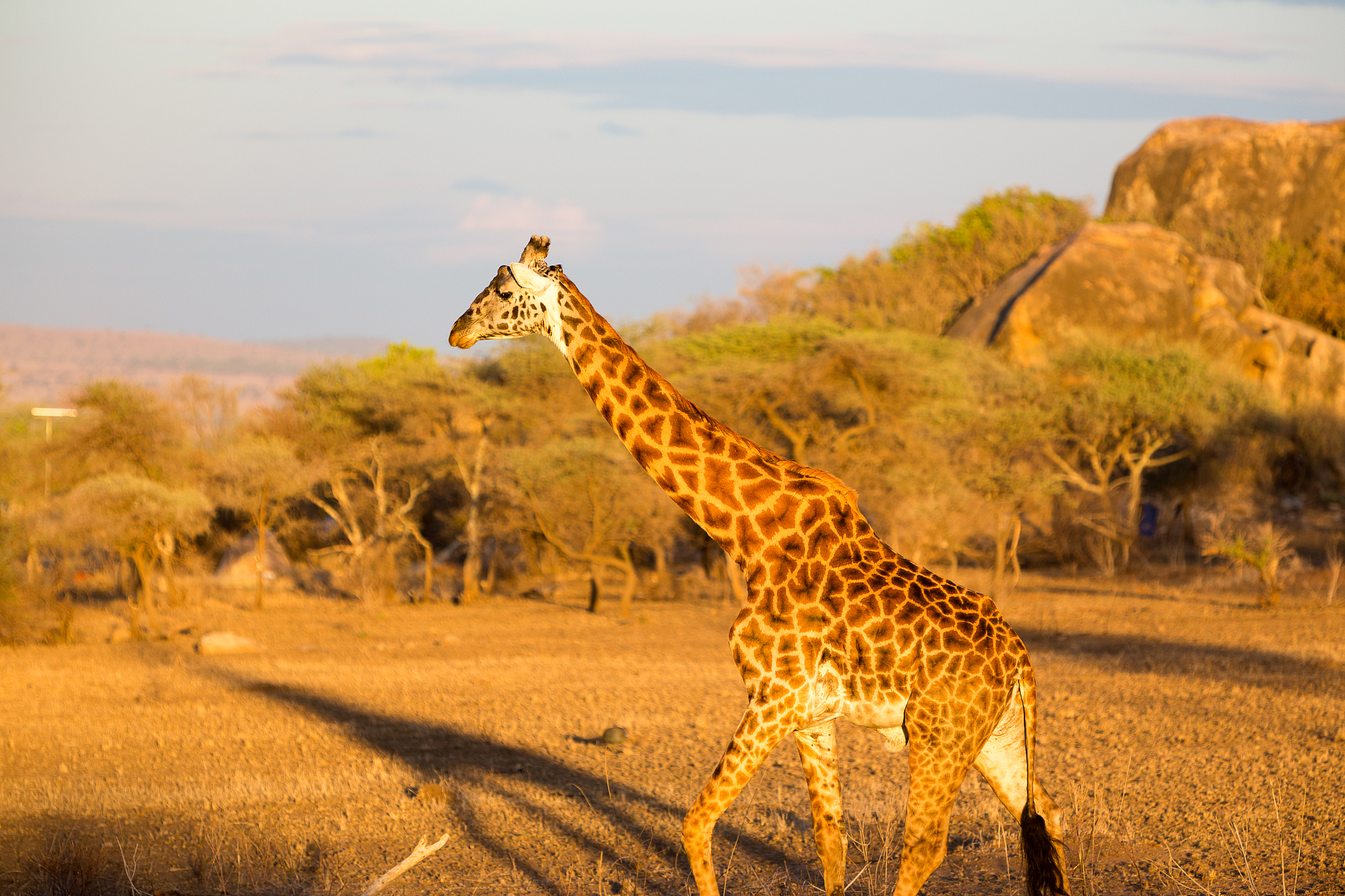giraffe