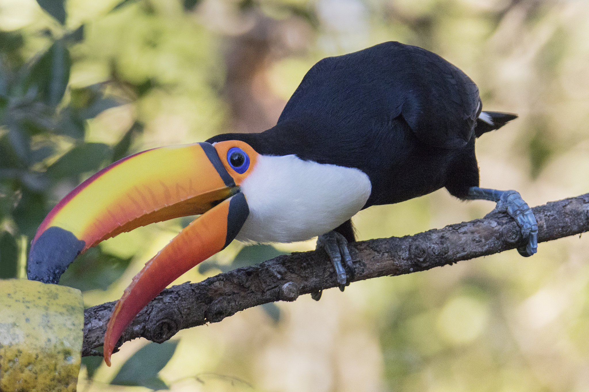 toco toucan eating fruit
