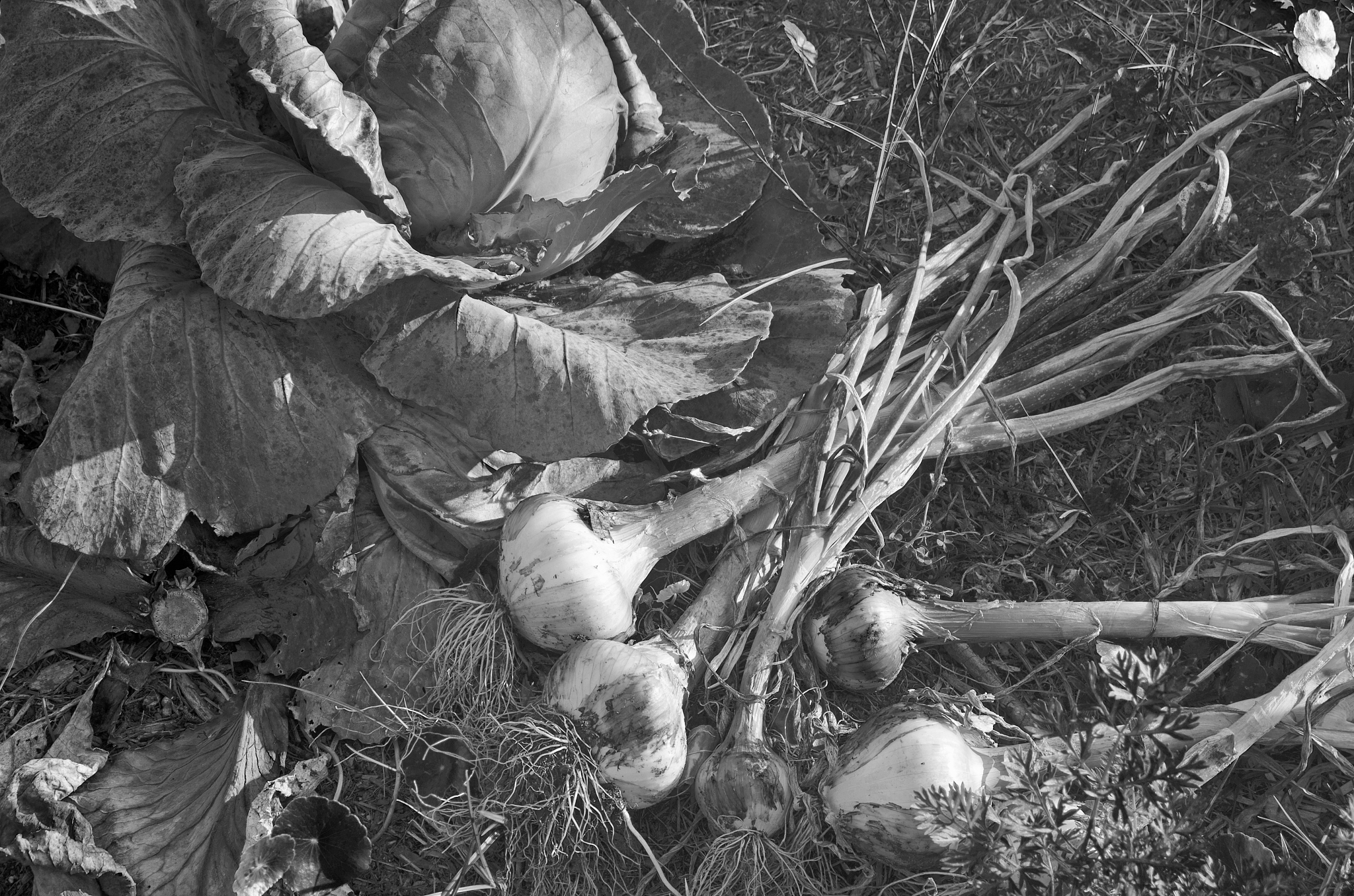 organic garden captured in black and white