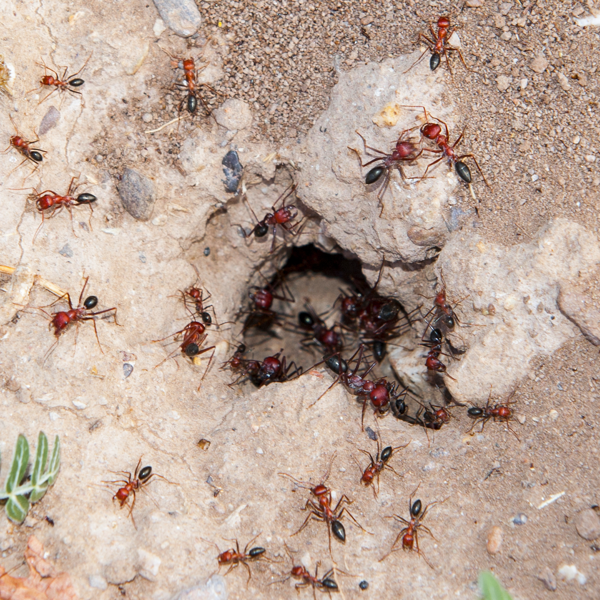 如果我变成了一个蚂蚁500字我是蚂蚁的王以第一人称写