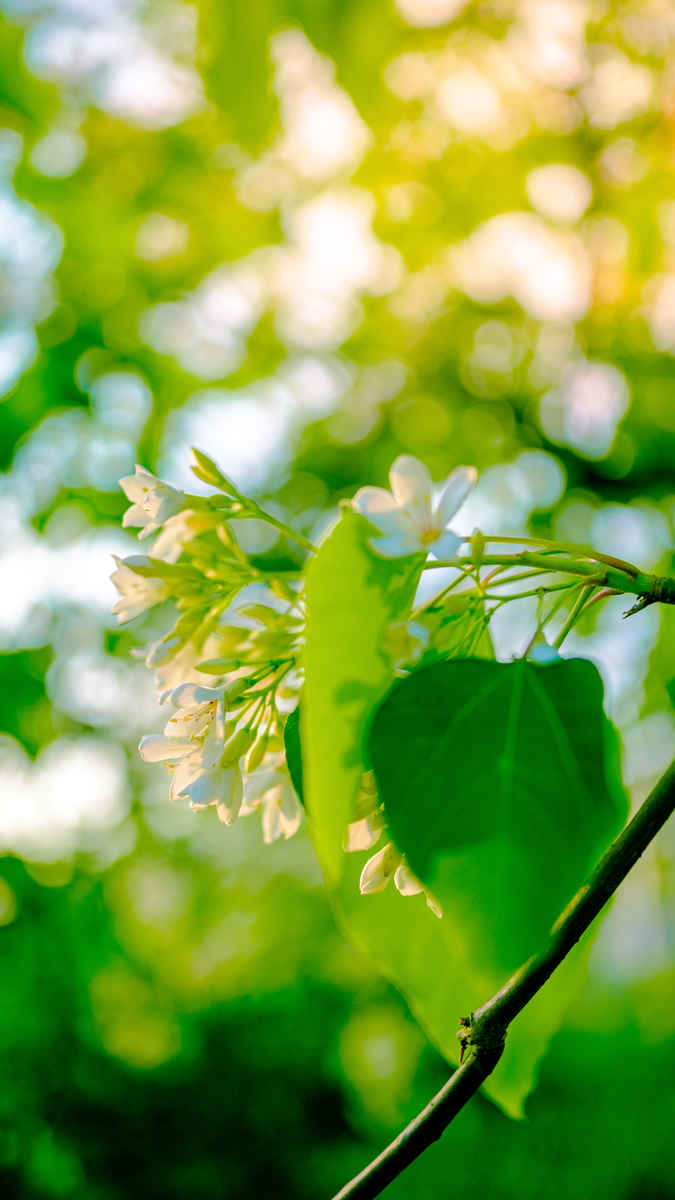 撰写一个自然段以夏日清凉明媚为主题进行描述语气生动童真文艺而清新