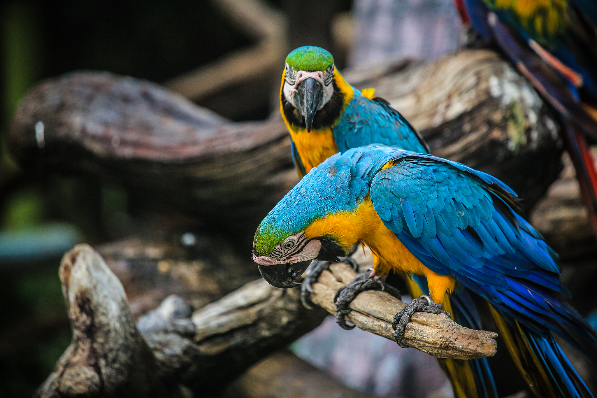 金刚鹦鹉：南美活泼的彩色小精灵