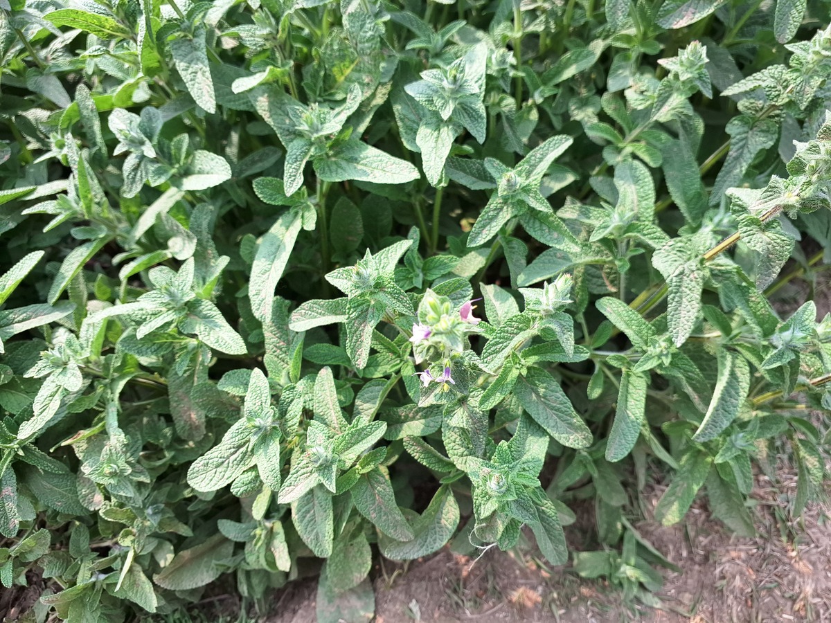 菊花脑大叶与小叶区别哪个更有营养