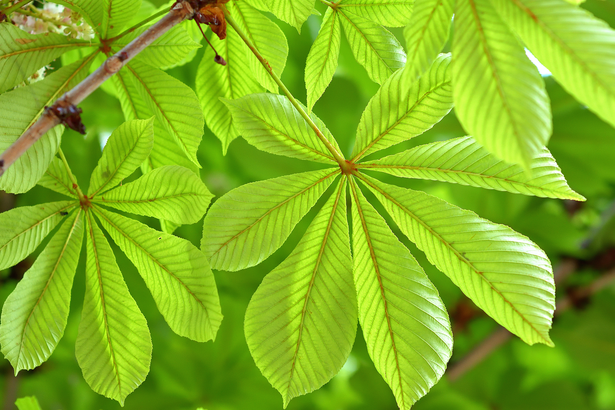 tree branches with leaves