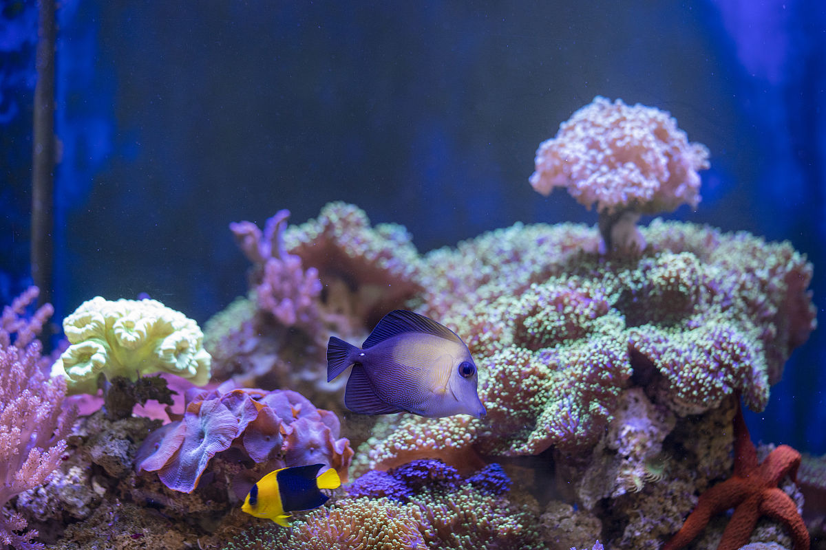 写一篇海缸的文案