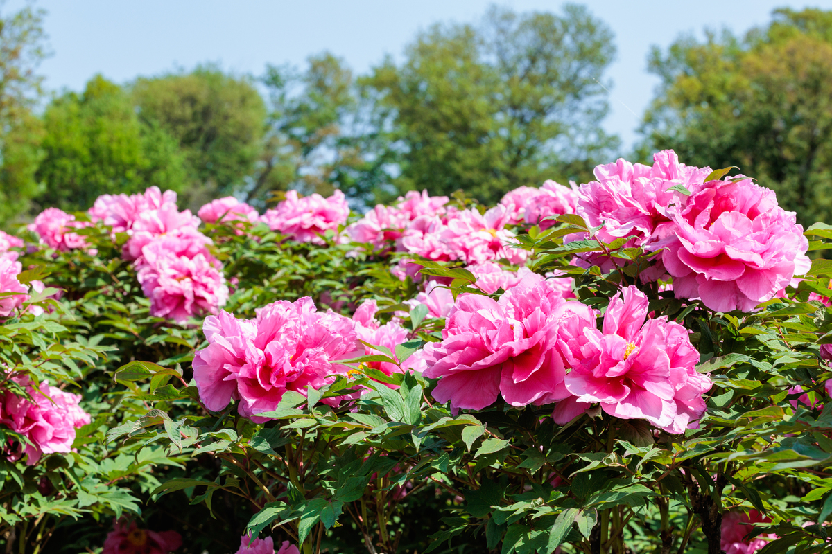 菏泽旅游攻略：历史文化名城、牡丹花海、美食体验