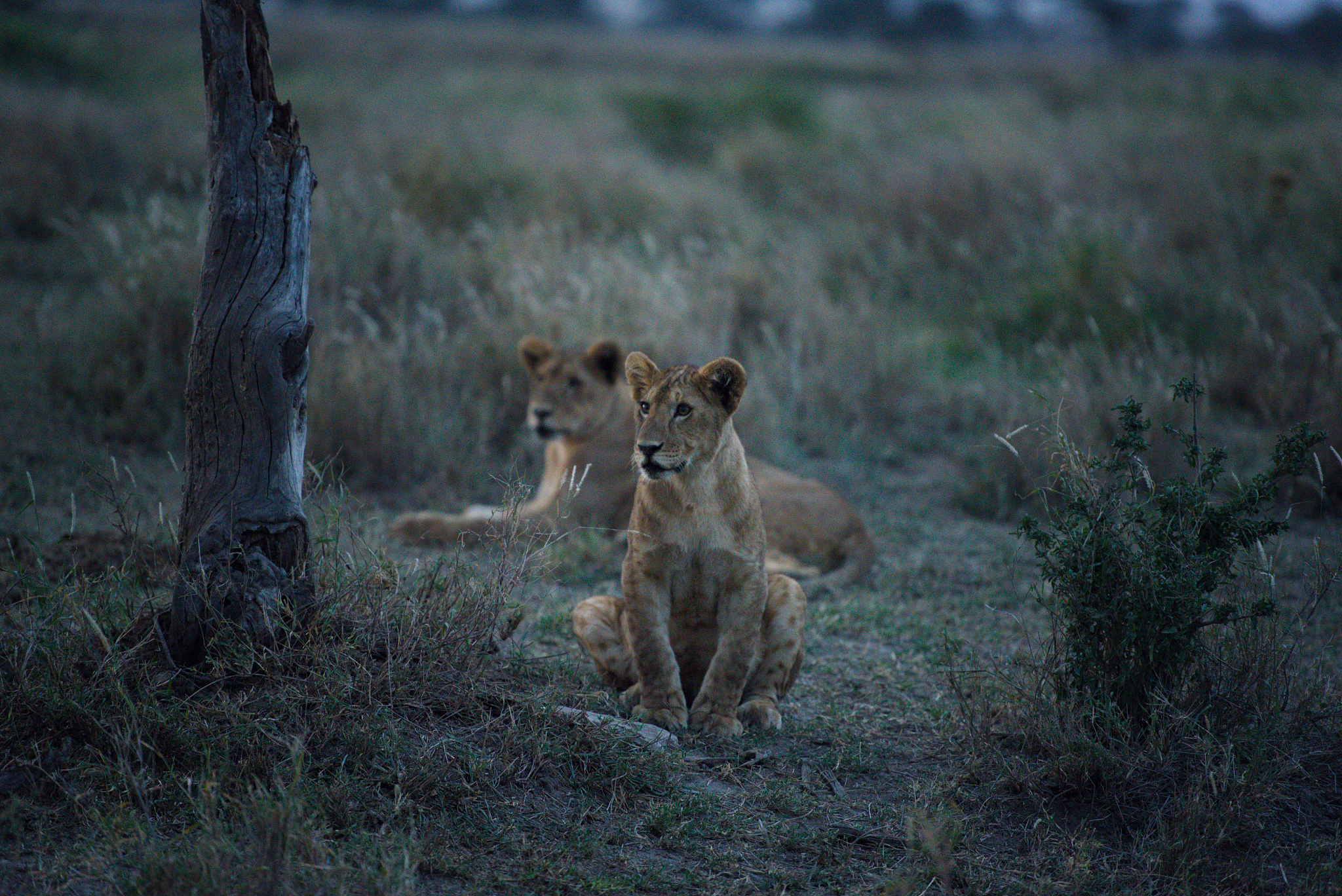 herd of lions prepared to hunt at dusk in the serengeti