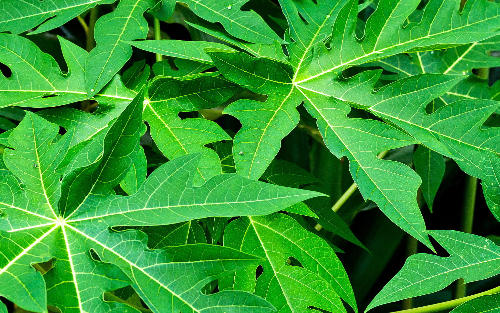 papaya leaves.