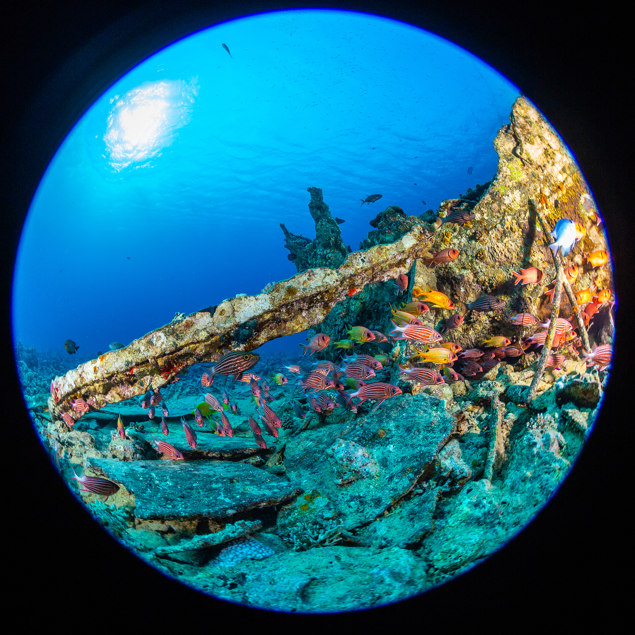 金鳞岂是鳞中之物