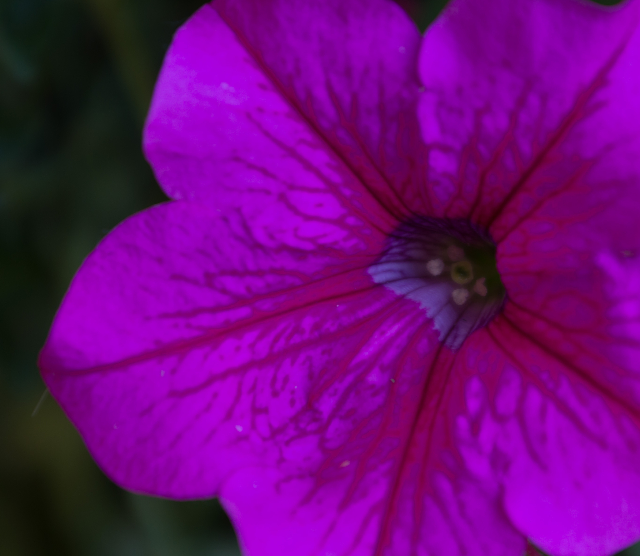 凌晨四点，牵牛花吹响紫色喇叭：感受生命的美好与神秘