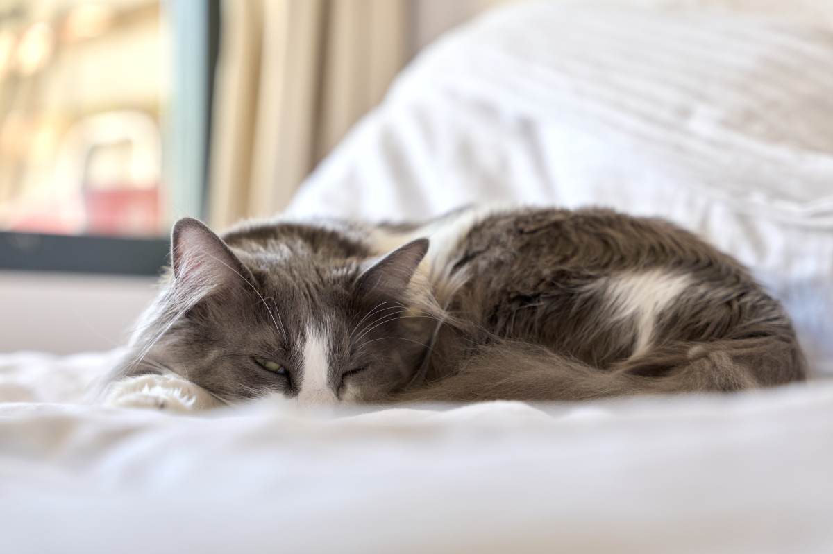 猫咪睡眠高手，不会失眠的秘密！