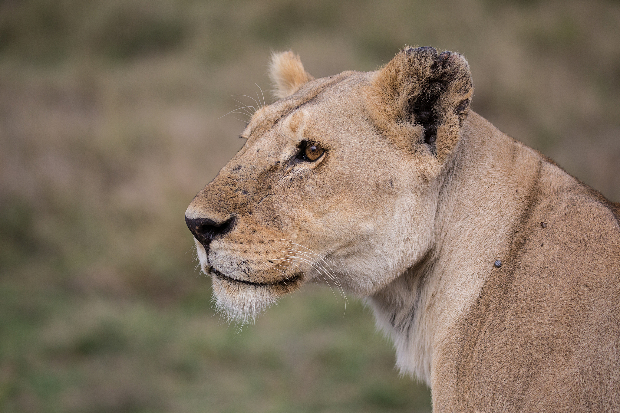 lion lioness up close profile in serengeti national park, tanzan