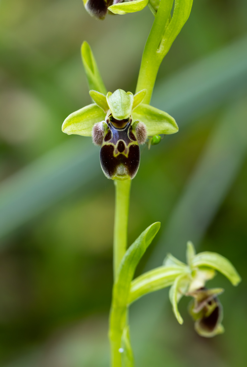 ophrys attica 在其自然栖息地
