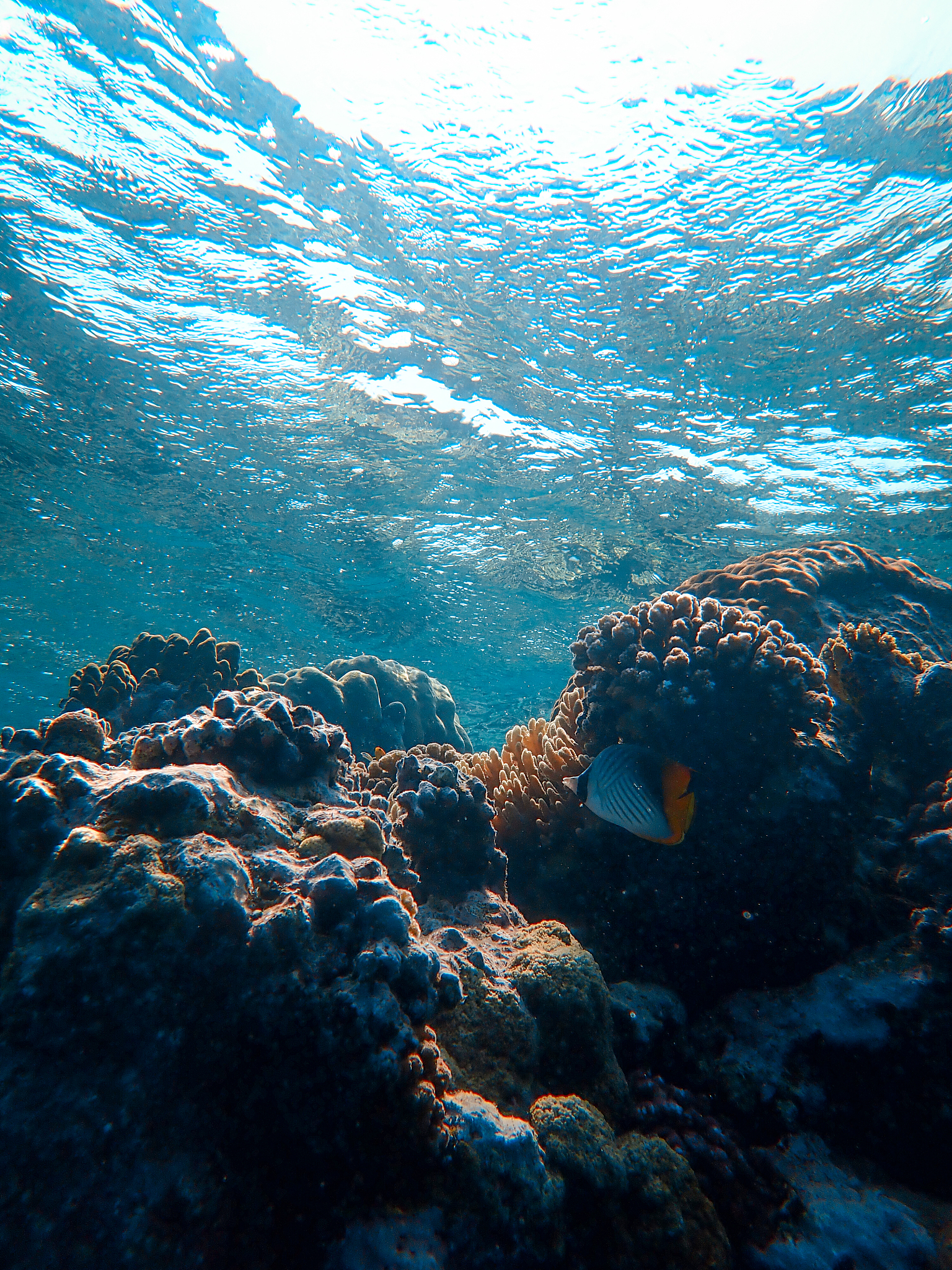red sea