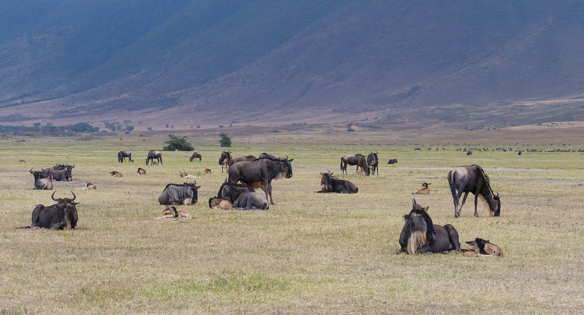 wildebeest, herd in africa