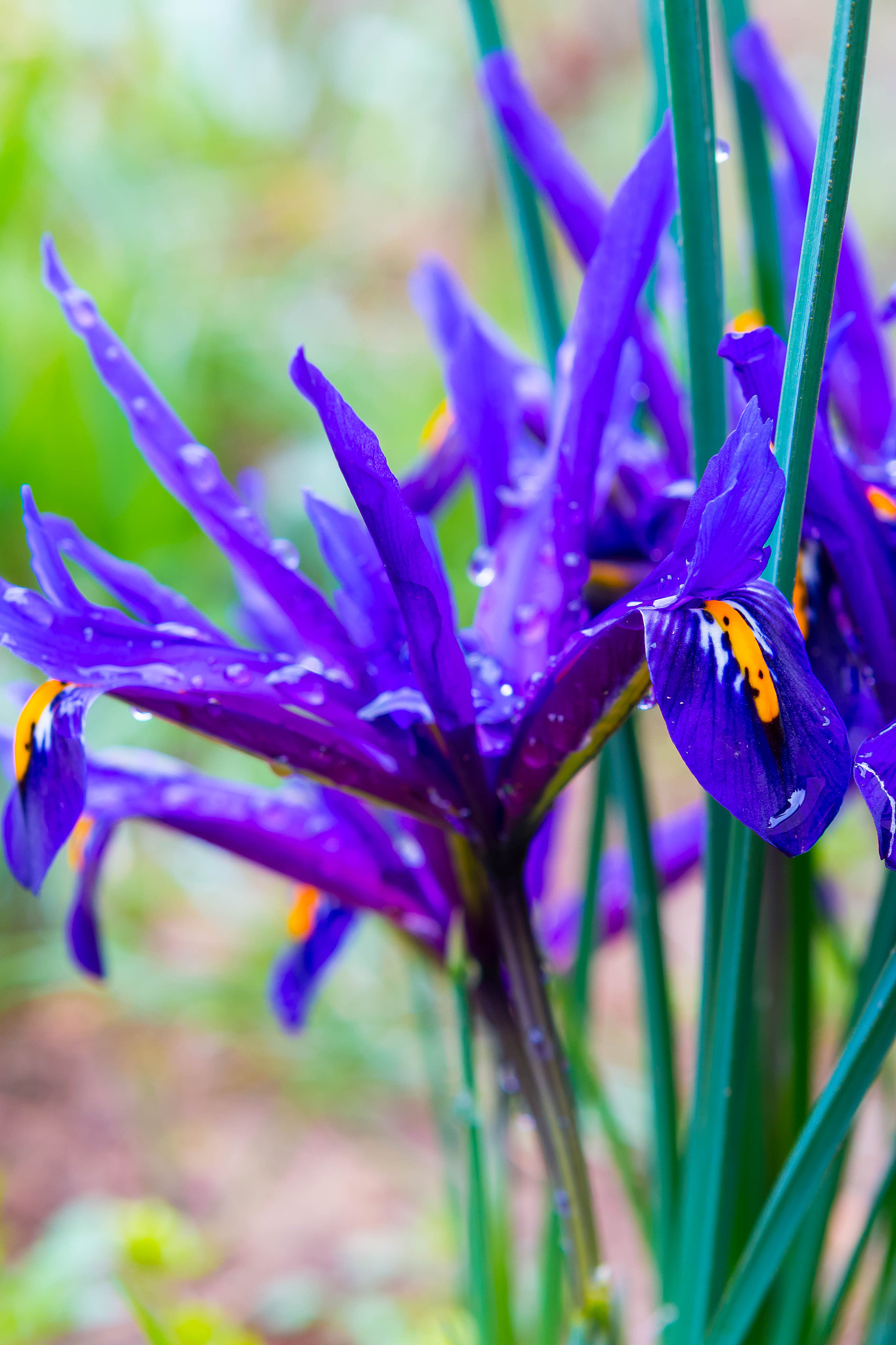 violet crocus