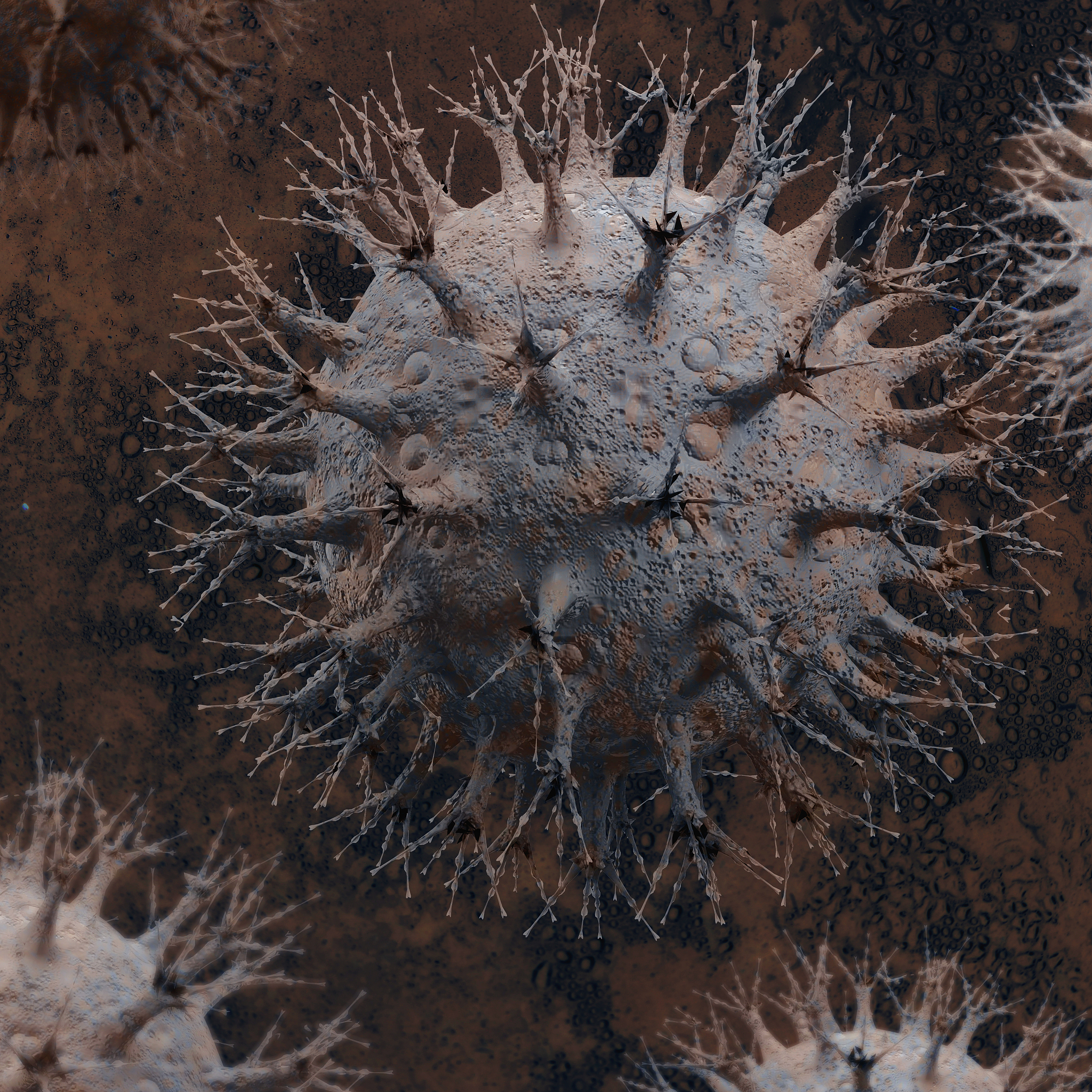 Vibrio astriarenae：一种常见的海洋细菌