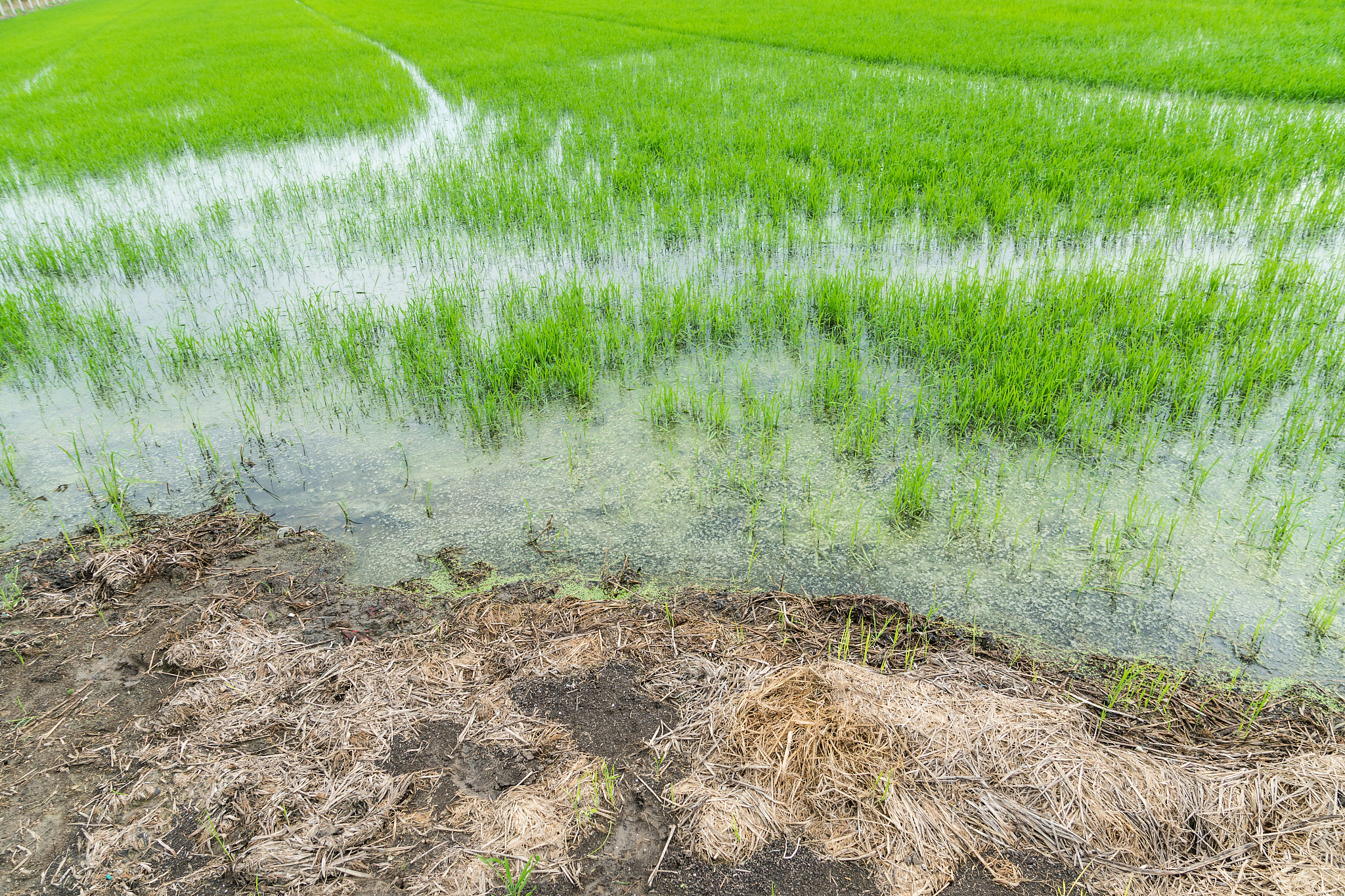 崇明芦笋种植区土壤盐分离子分析及盐渍化研究