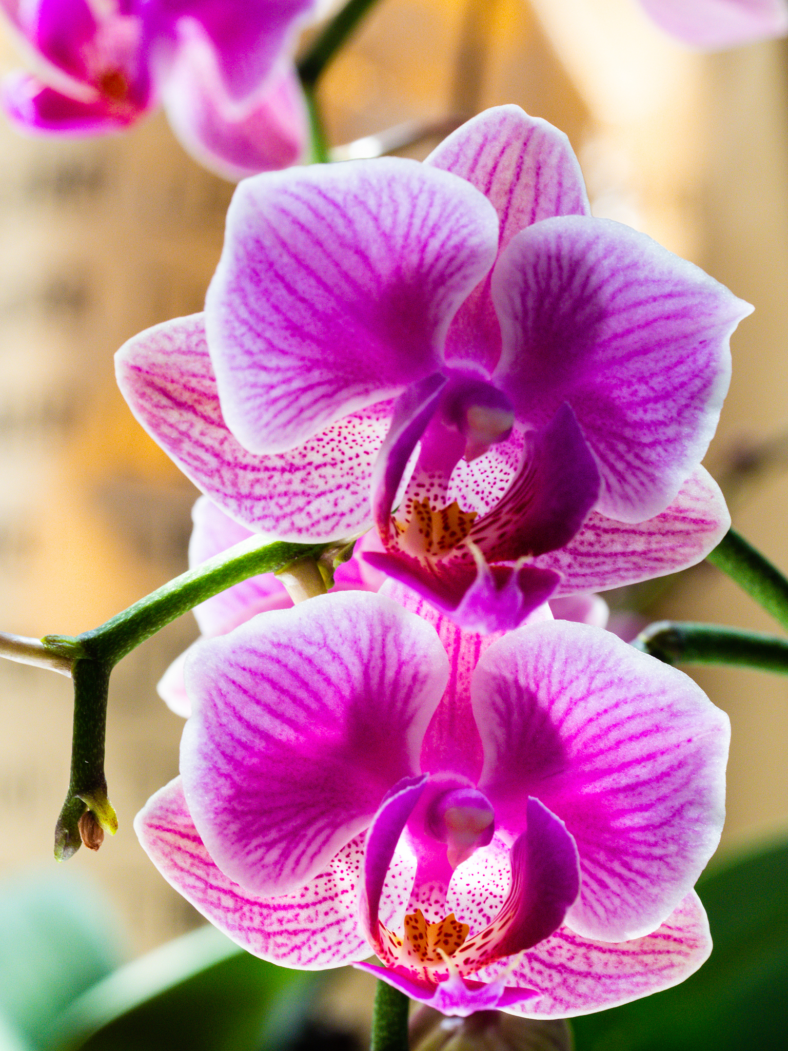 兰草花品种大全：从蝴蝶兰到文心兰，总有一款适合你！