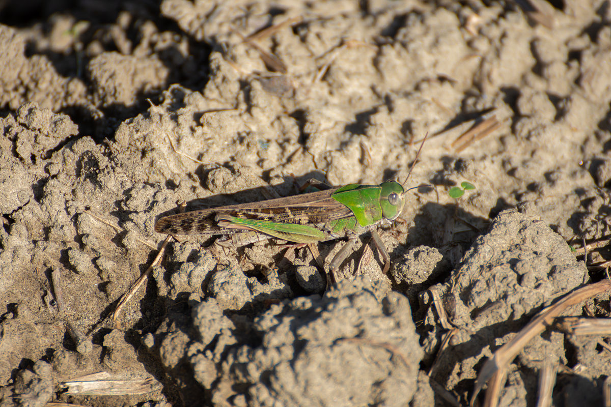 百足之虫，断而不蹶是什么意思？ - 解读成语的深刻含义