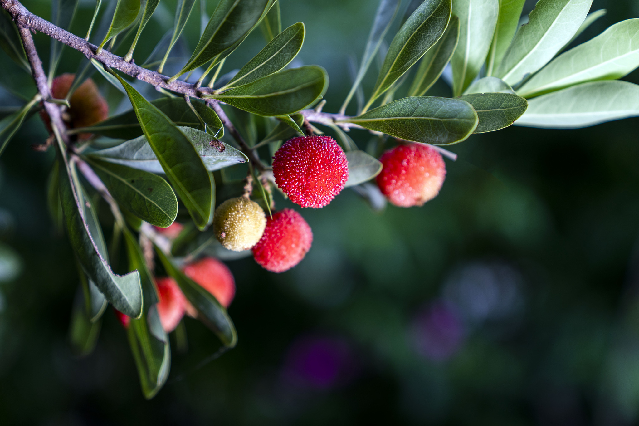 杨梅历史：源远流长，营养丰富